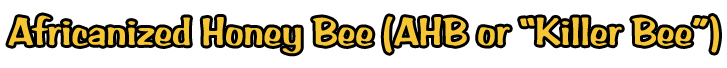 Africanized Honey Bee (AHB or "Killer Bee")
