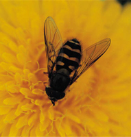 Bee