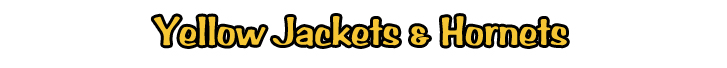 Yellow Jackets & Hornets